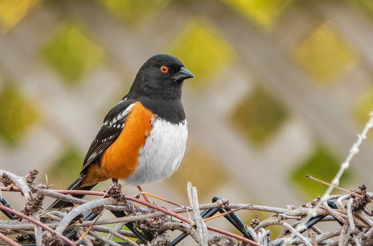 Spotted Towhee - ML366869641