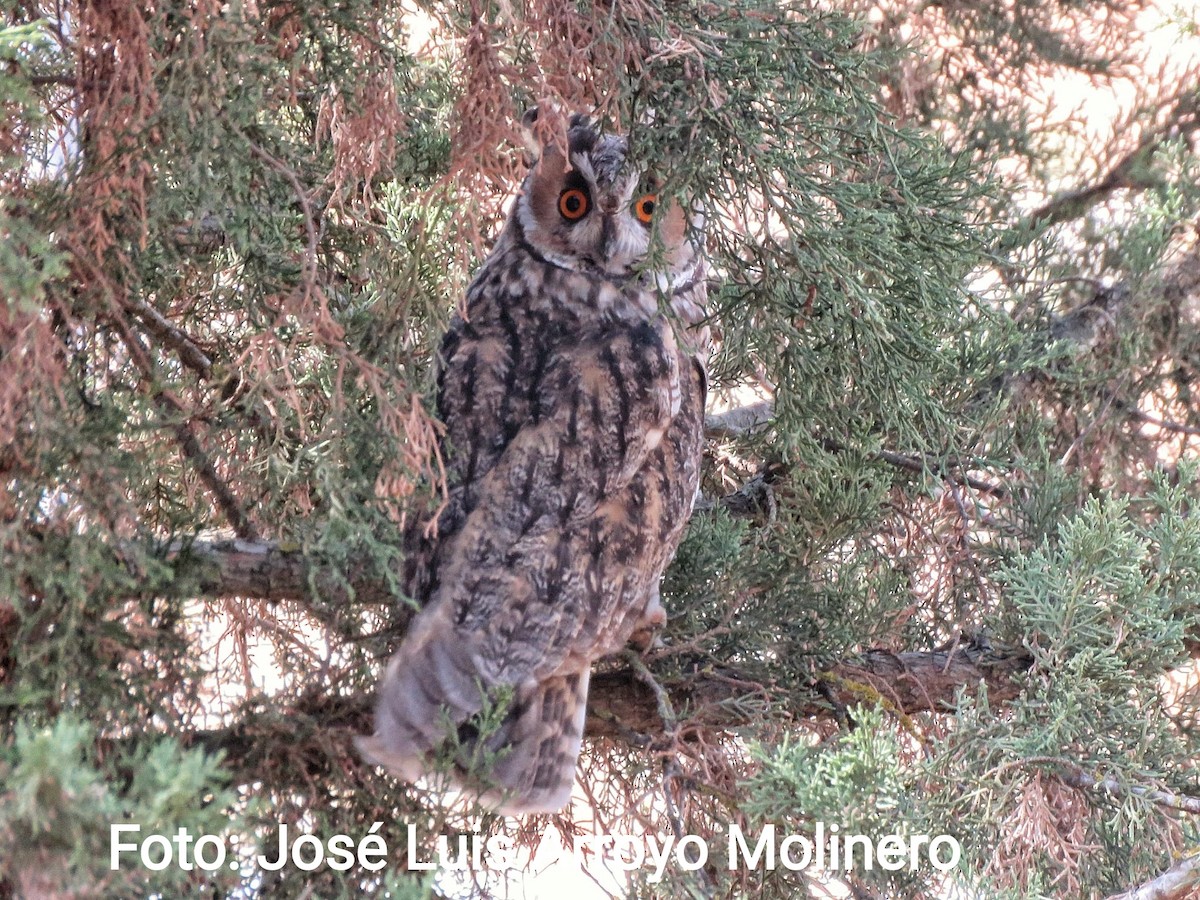 Long-eared Owl - ML366869891