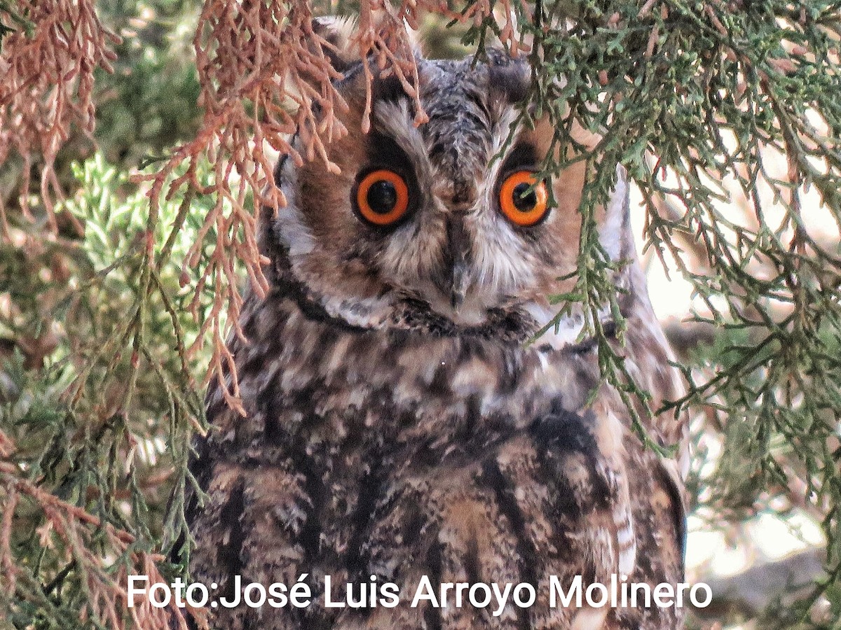 Long-eared Owl - ML366869901