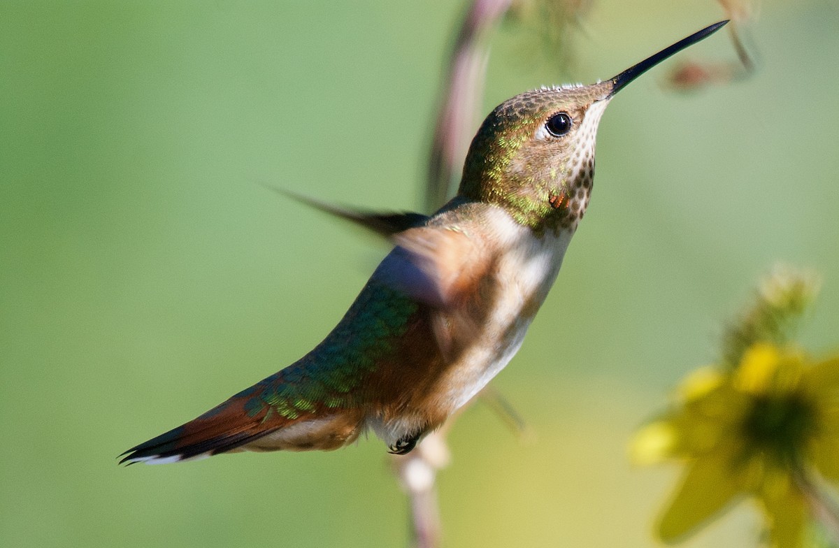 Rufous Hummingbird - Trey Rogers