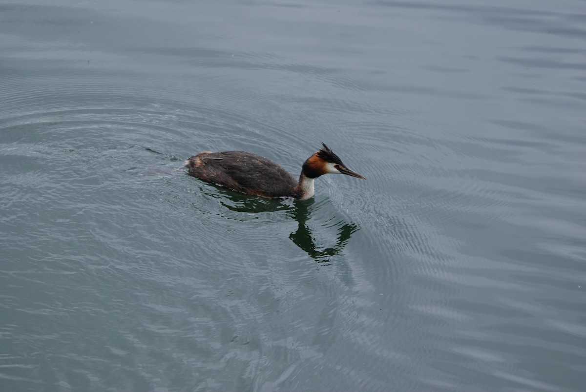 Great Crested Grebe - ML366874521