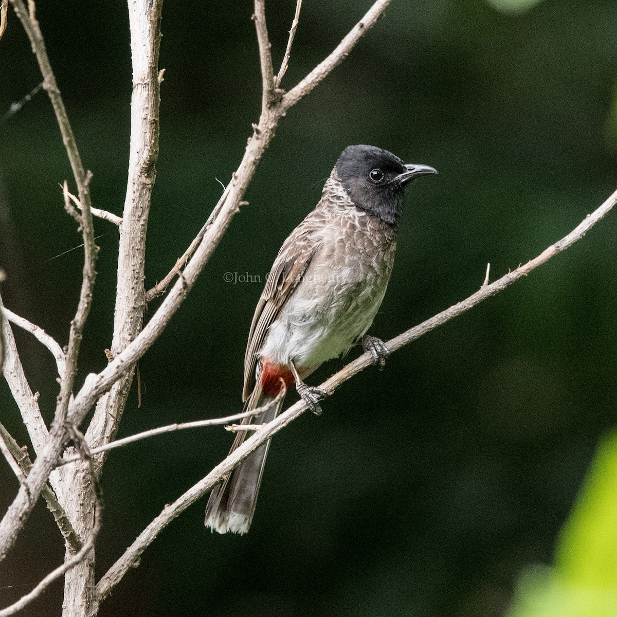 Red-vented Bulbul - ML36687941