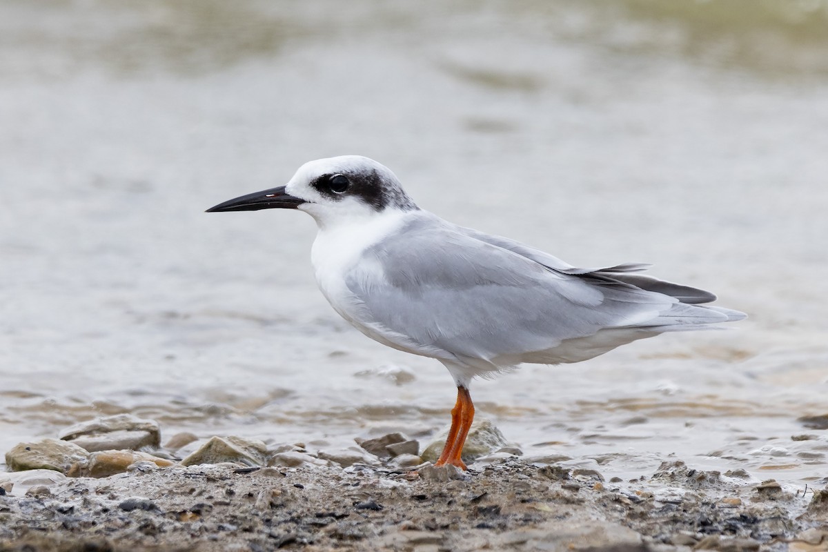 Forster's Tern - Mike Cameron
