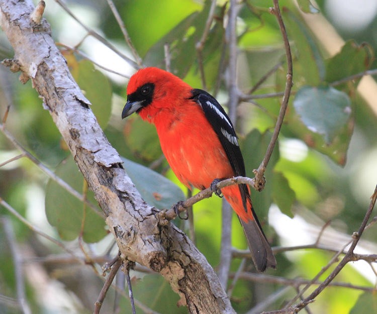 White-winged Tanager - ML36688461