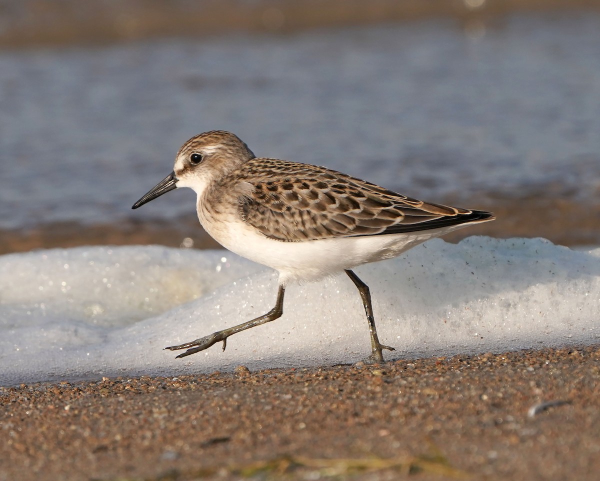 Semipalmated Sandpiper - Cathy Sheeter