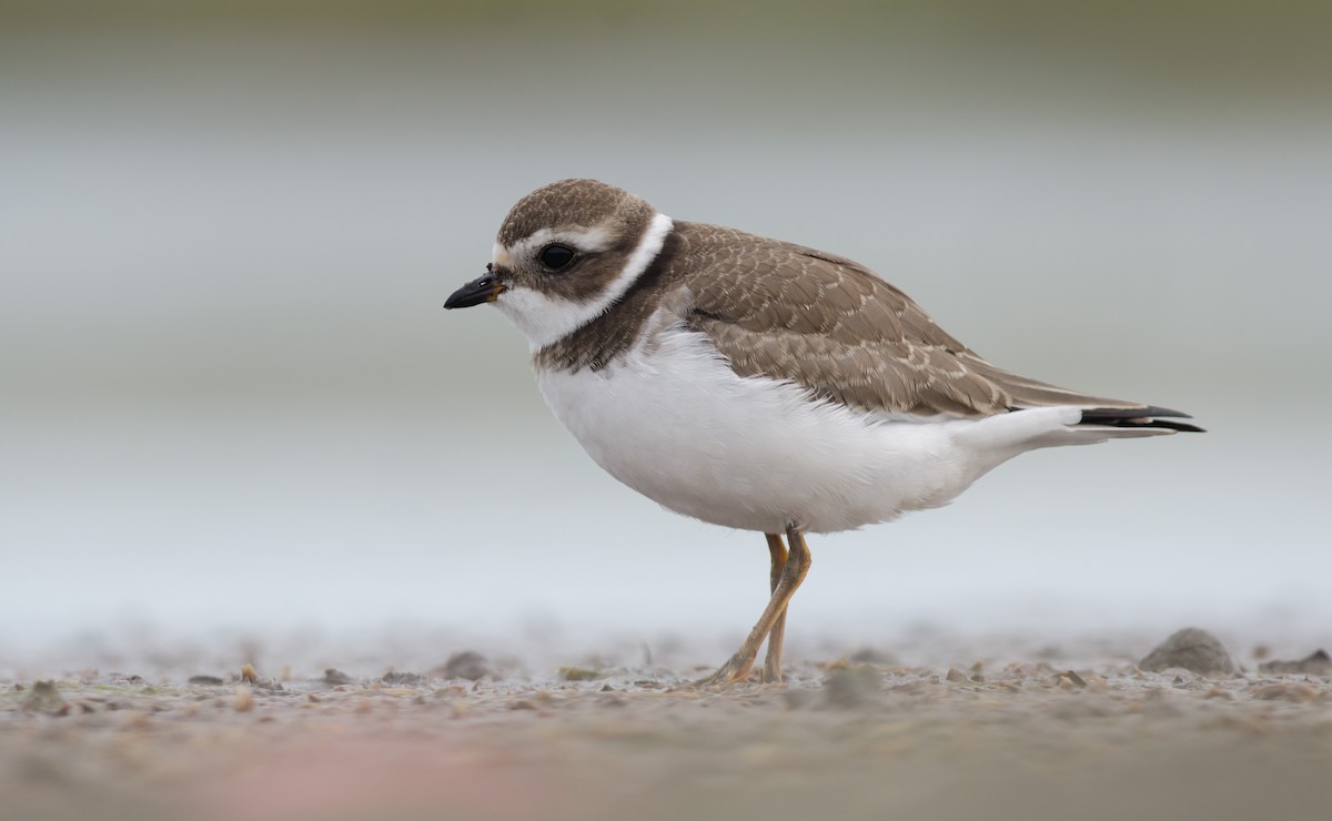 Semipalmated Plover - ML366886741