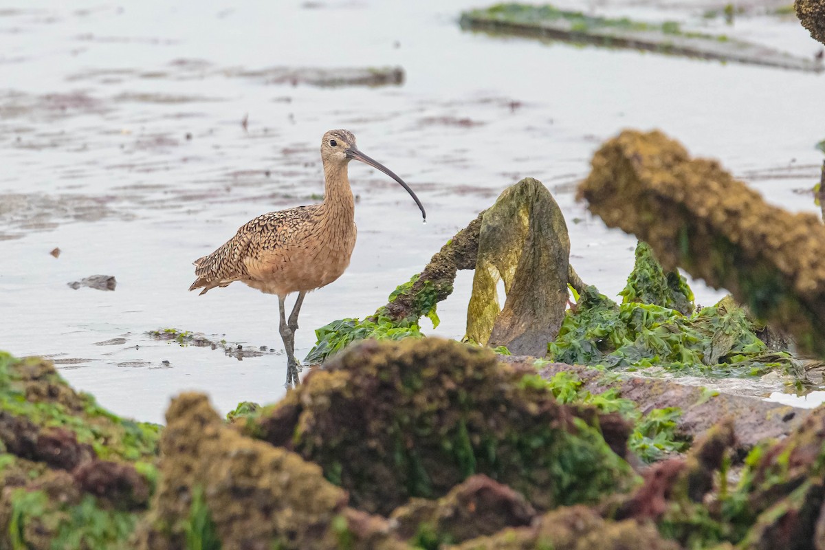 Long-billed Curlew - ML366888661