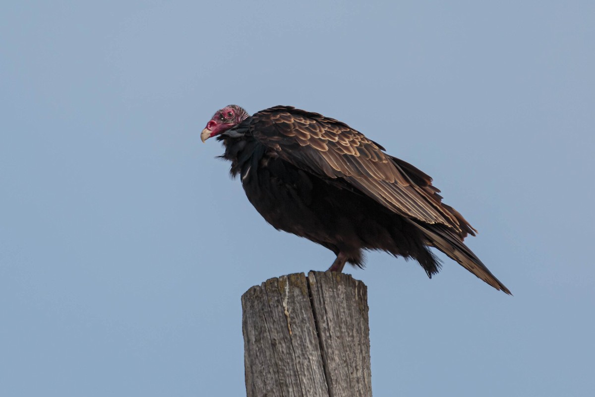 Turkey Vulture - Jefferson Ashby