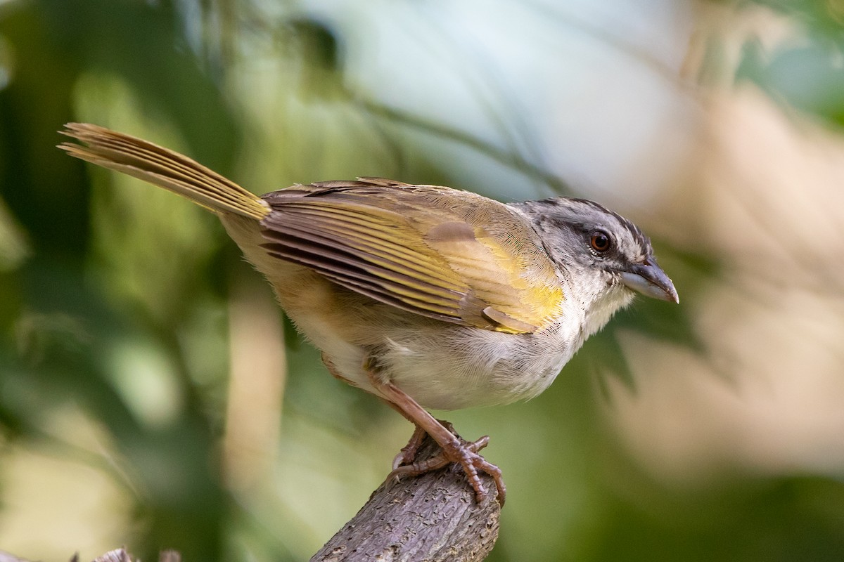 Black-striped Sparrow - Kevin Berkoff