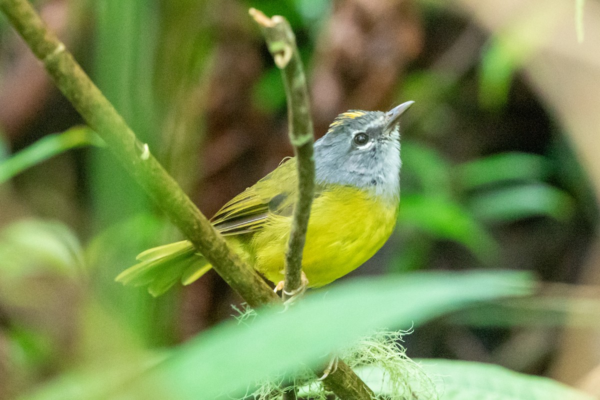 White-lored Warbler - Kevin Berkoff