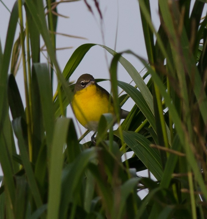 Yellow-breasted Chat - Alix d'Entremont