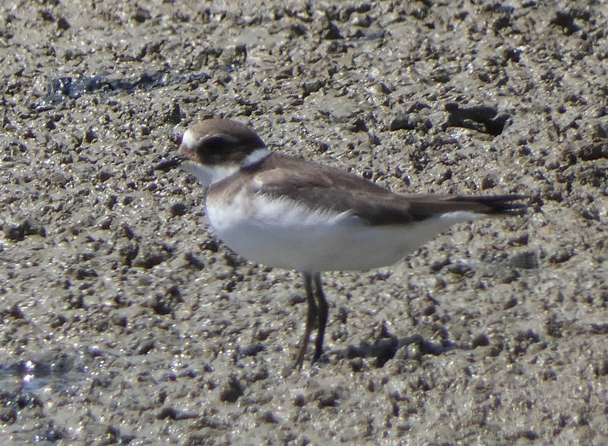 Common Ringed Plover - ML366894901