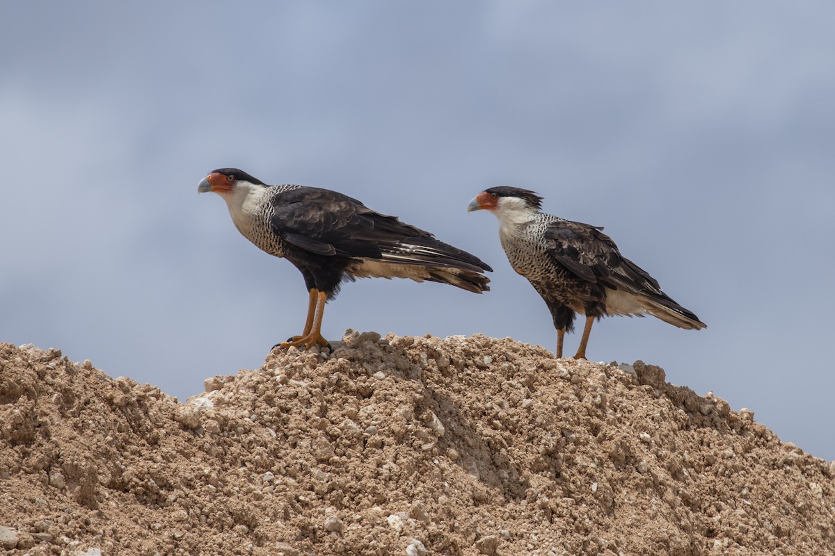 Crested Caracara (Northern) - Liam Wolff