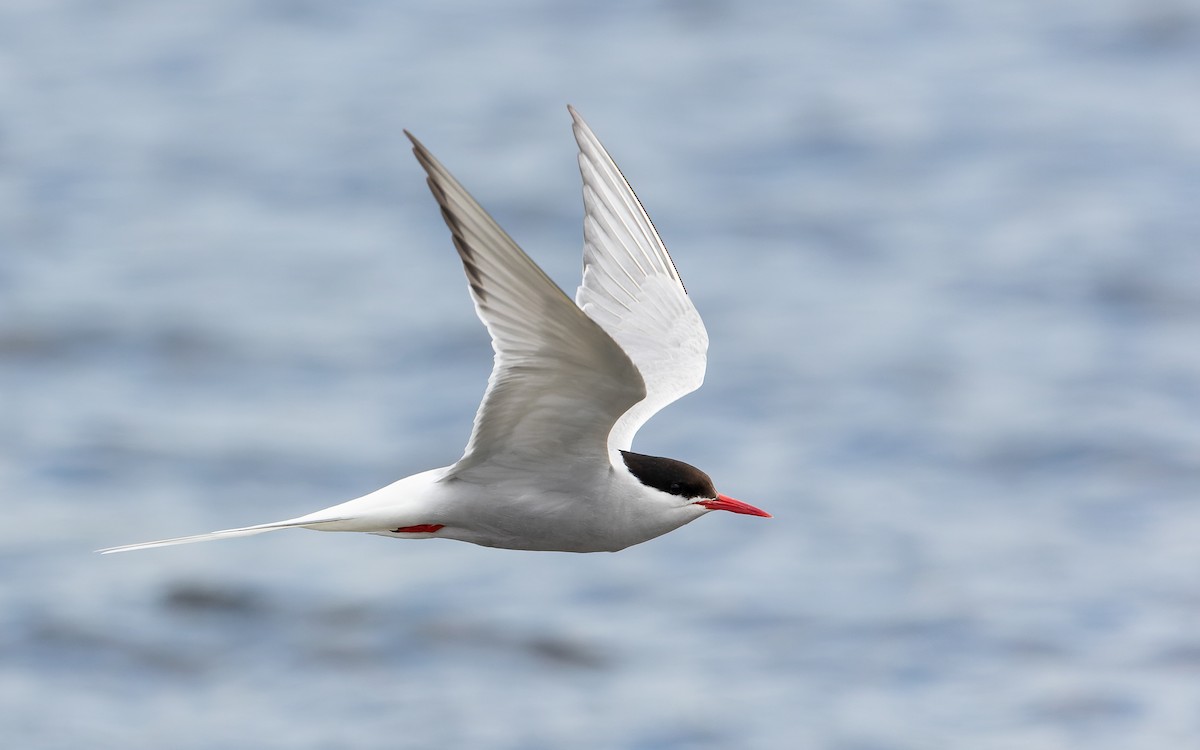 Arctic Tern - Blair Dudeck
