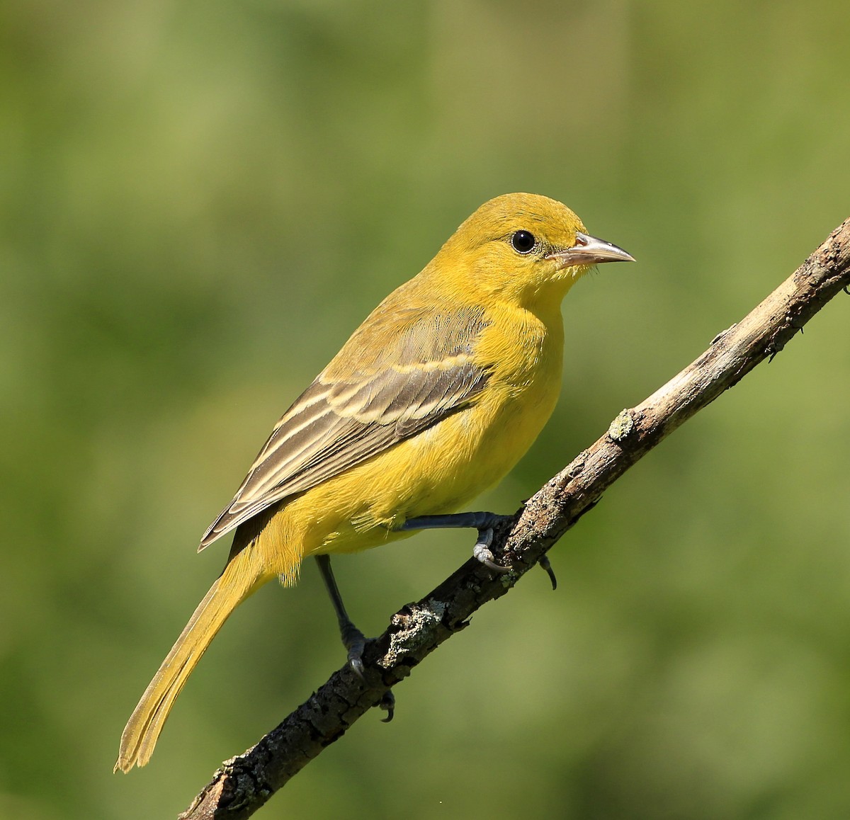 Orchard Oriole (Orchard) - ML366901731
