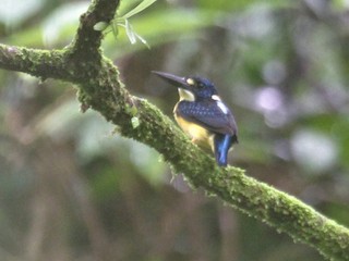  - North Solomons Dwarf-Kingfisher (North Solomons)