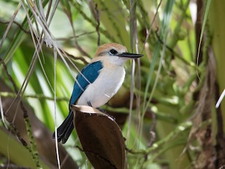  - Tuamotu Kingfisher (Niau)