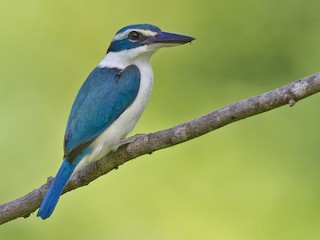  - Pacific Kingfisher