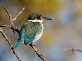  - Torresian Kingfisher