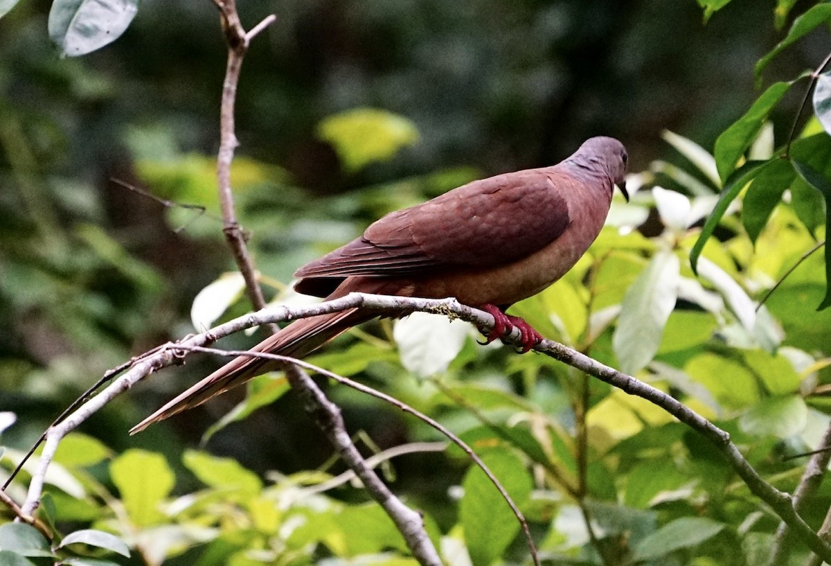 Brown Cuckoo-Dove - ML366915081