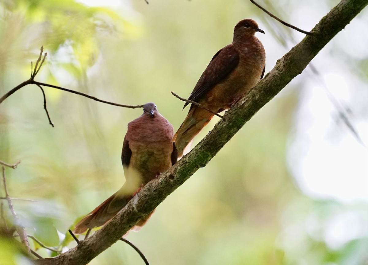 Brown Cuckoo-Dove - ML366915101