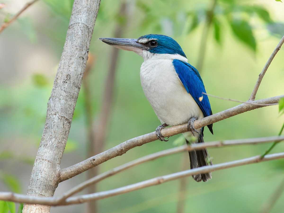 Collared Kingfisher