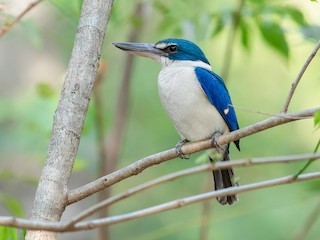  - Collared Kingfisher (Oriental)