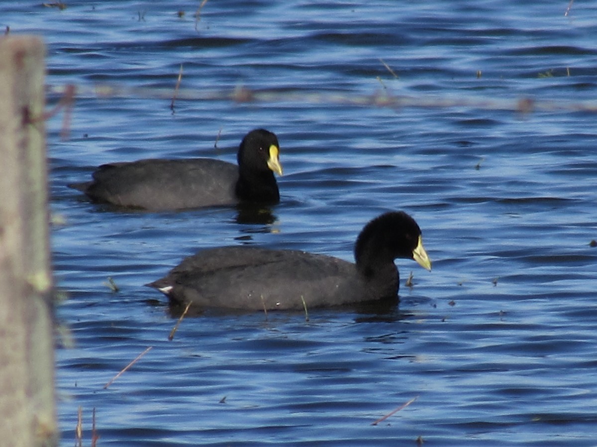 White-winged Coot - ML366917601