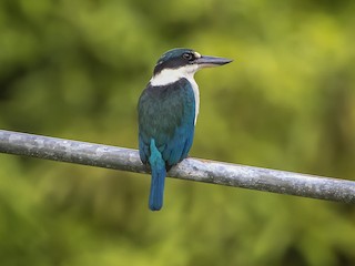  - Melanesian Kingfisher (New Ireland)