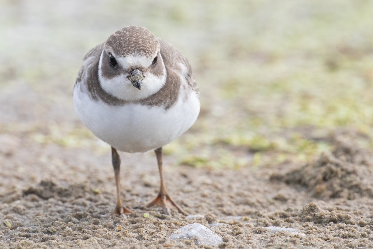 Semipalmated Plover - ML366919211