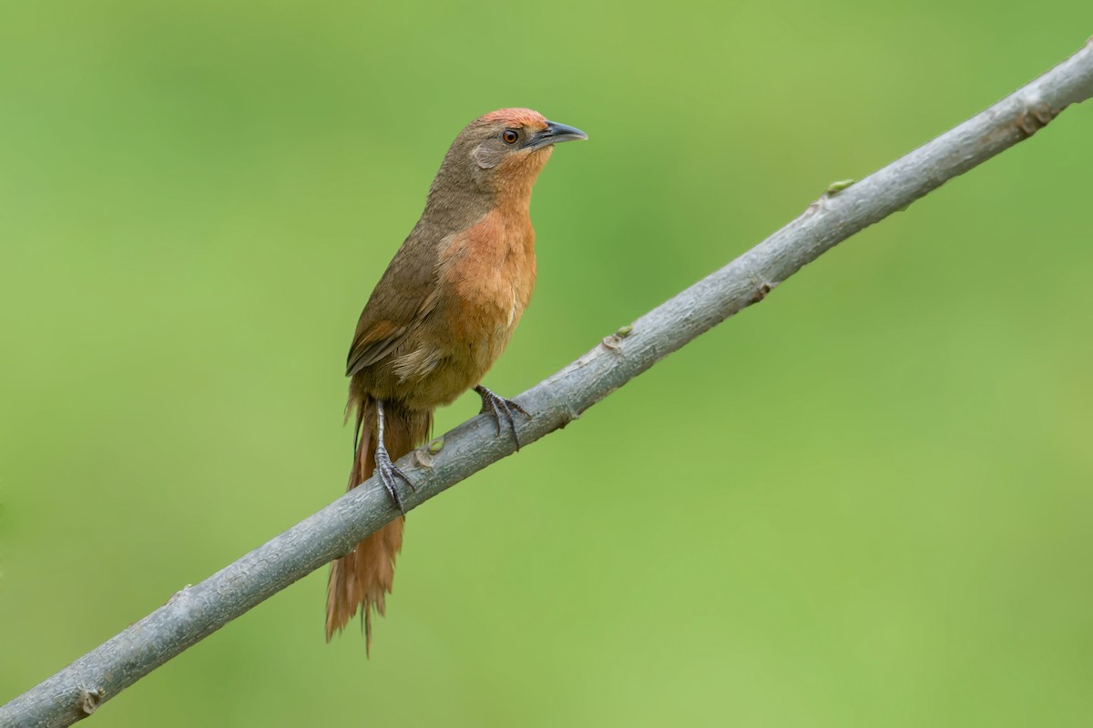 Orange-breasted Thornbird - Hudson - BirdsRio