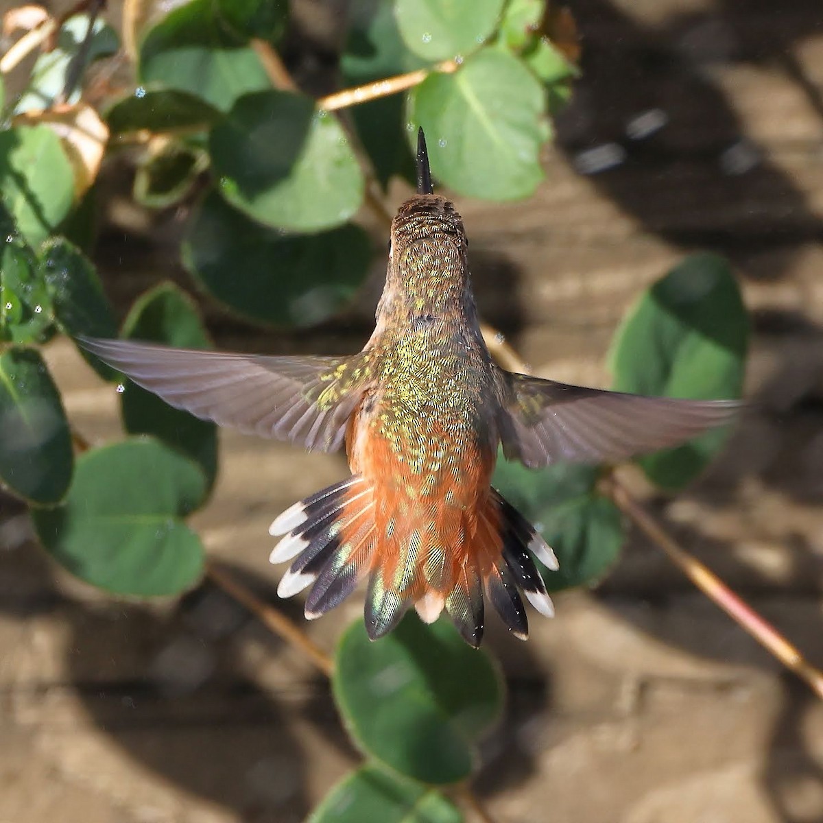 Allen's Hummingbird - ML366922761