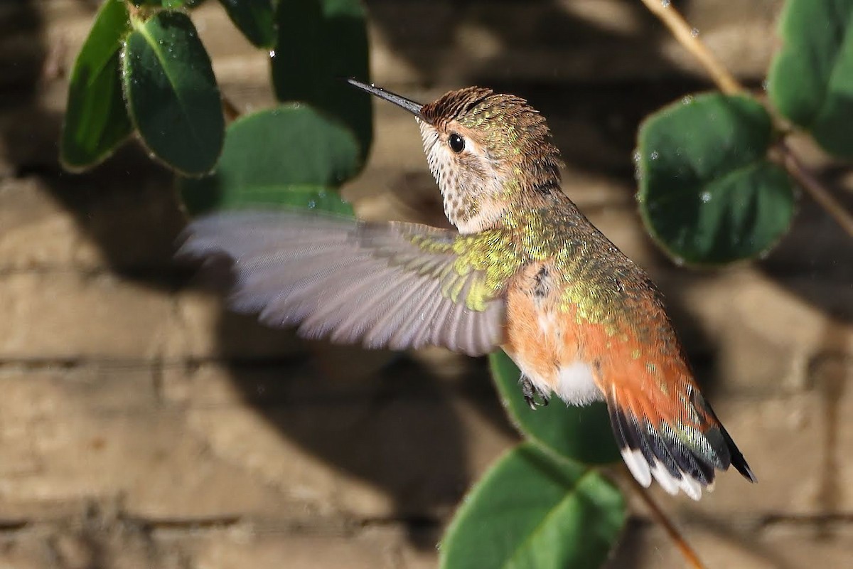 Allen's Hummingbird - ML366922811