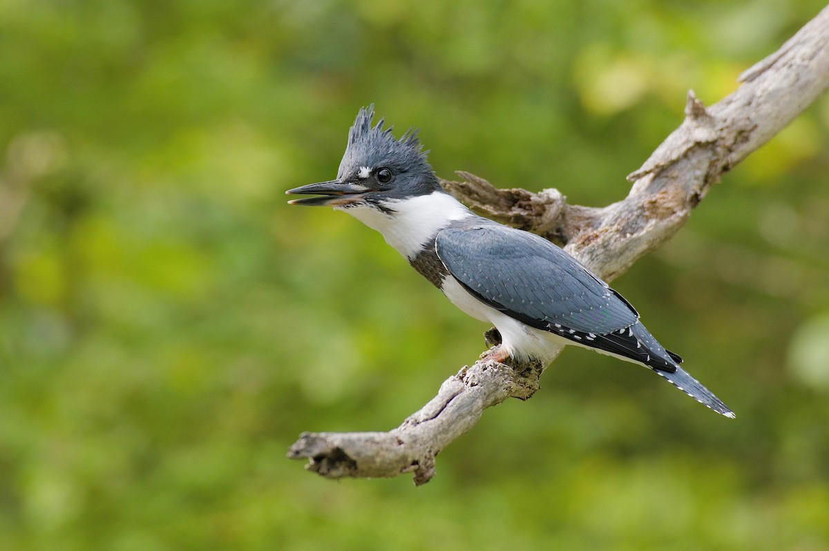 Belted Kingfisher - Grace C