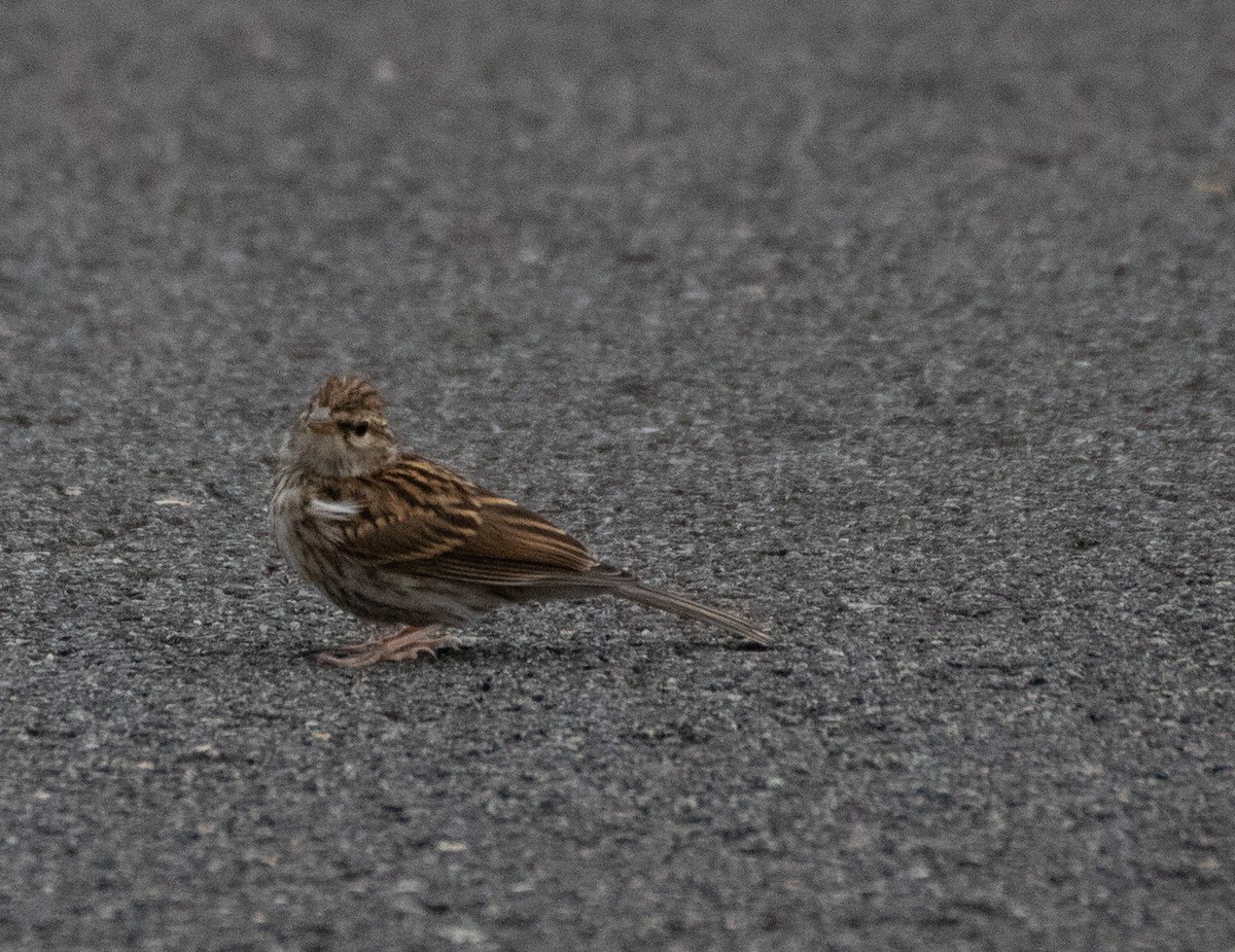 Chipping Sparrow - ML366925551