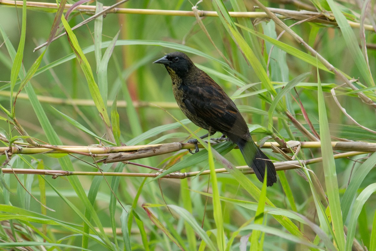 Unicolored Blackbird - Hudson - BirdsRio