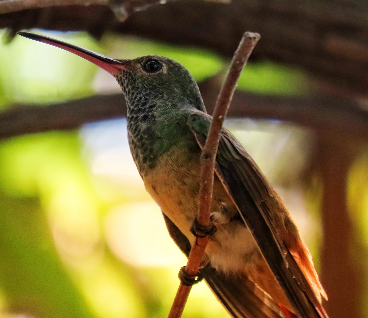 Buff-bellied Hummingbird - ML366927711