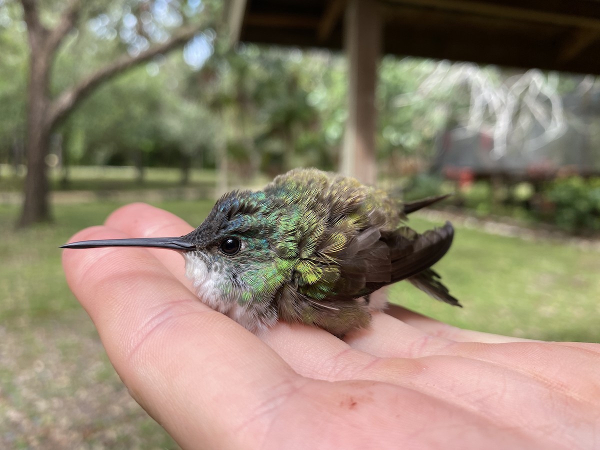 Azure-crowned Hummingbird - Chris Sayers