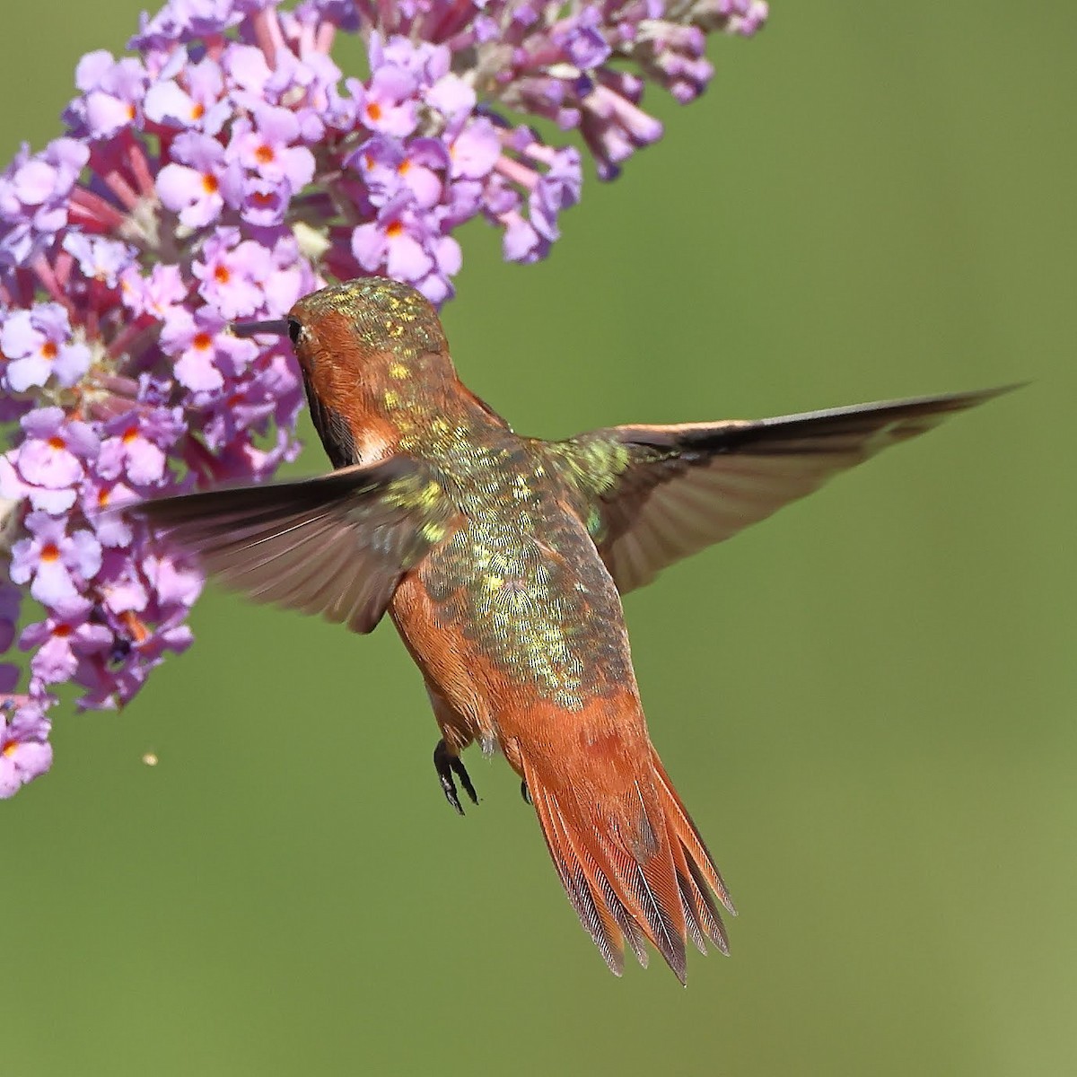 Allen's Hummingbird - ML366929981