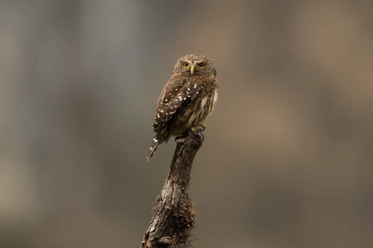 Yungas Pygmy-Owl - ML366936051