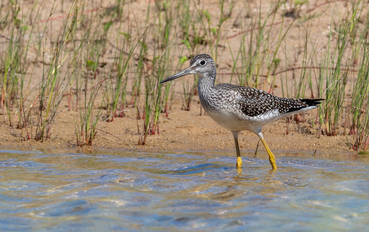 Greater Yellowlegs - Forest Botial-Jarvis