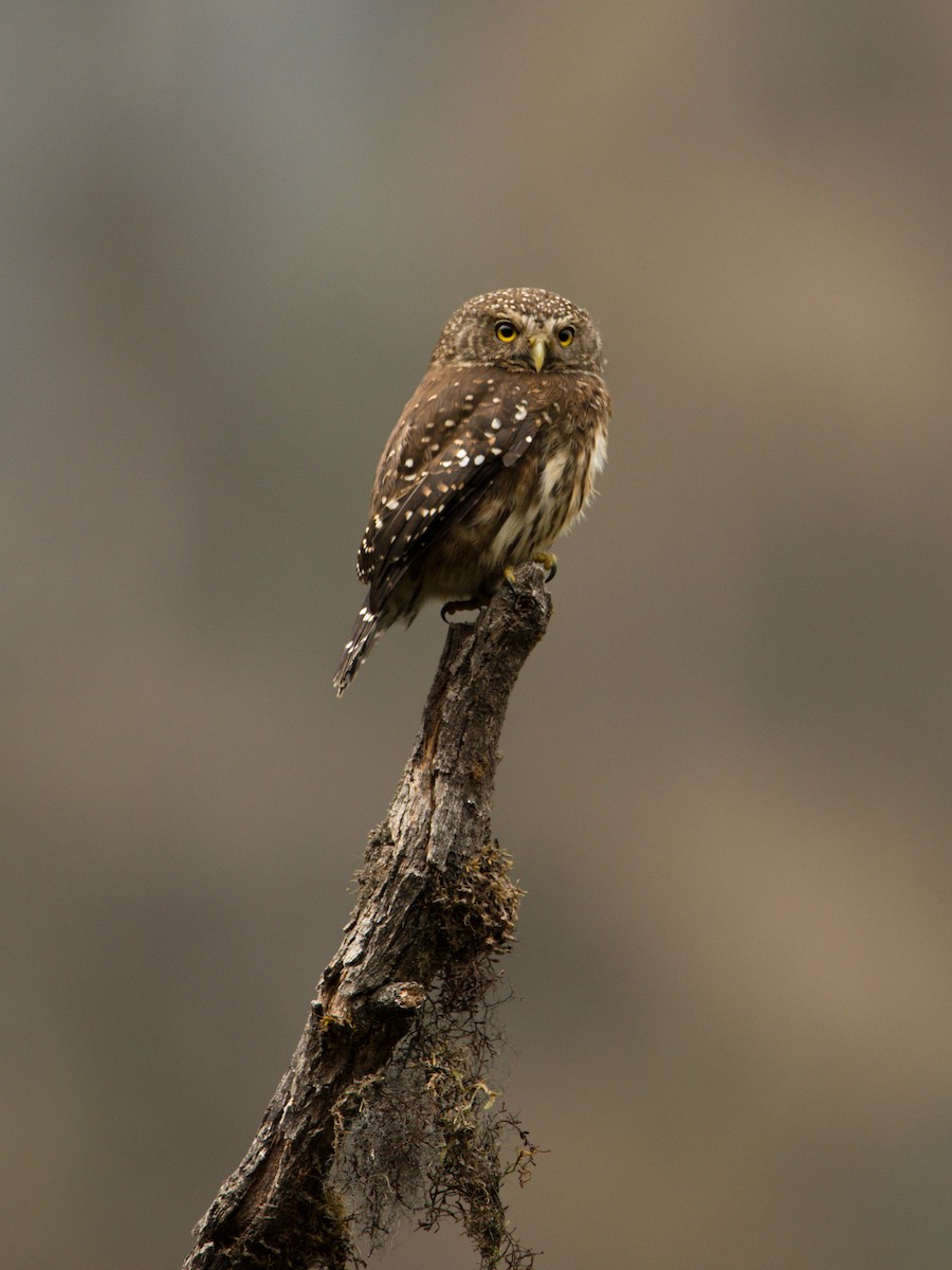 Yungas Pygmy-Owl - ML366936341