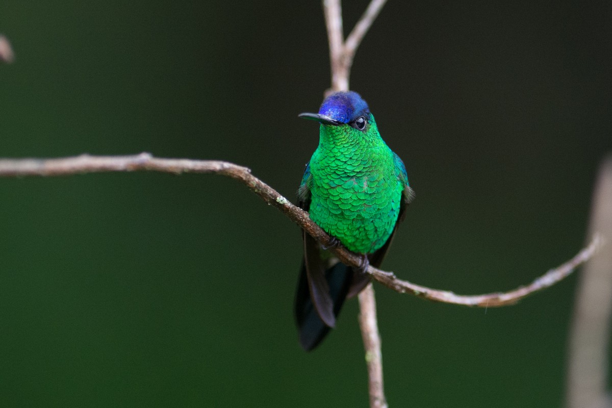 kolibřík fialovotemenný - ML36693961