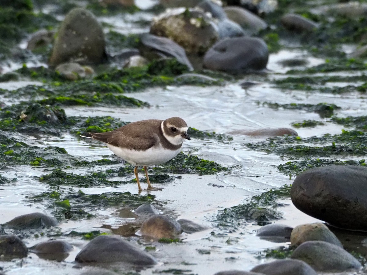 Semipalmated Plover - ML366940221
