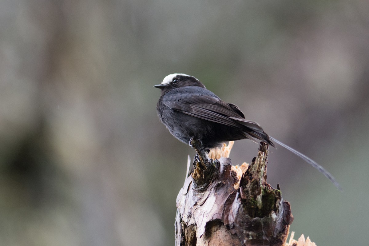 Long-tailed Tyrant - Hudson - BirdsRio