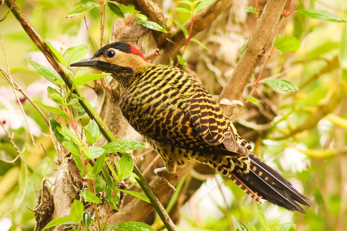 Green-barred Woodpecker - ML366944781