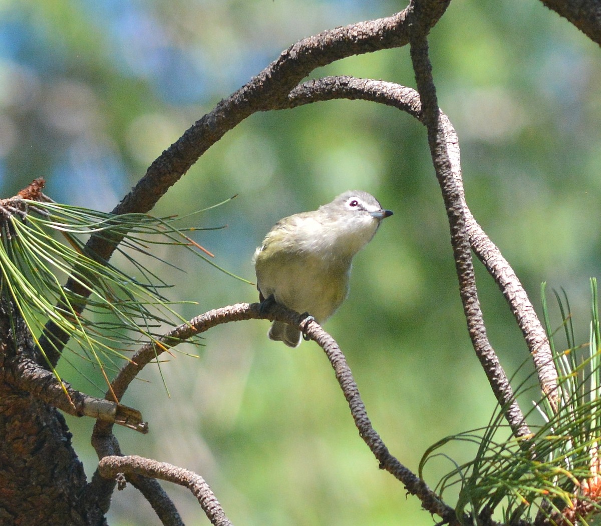 Cassin's Vireo - Clive Harris