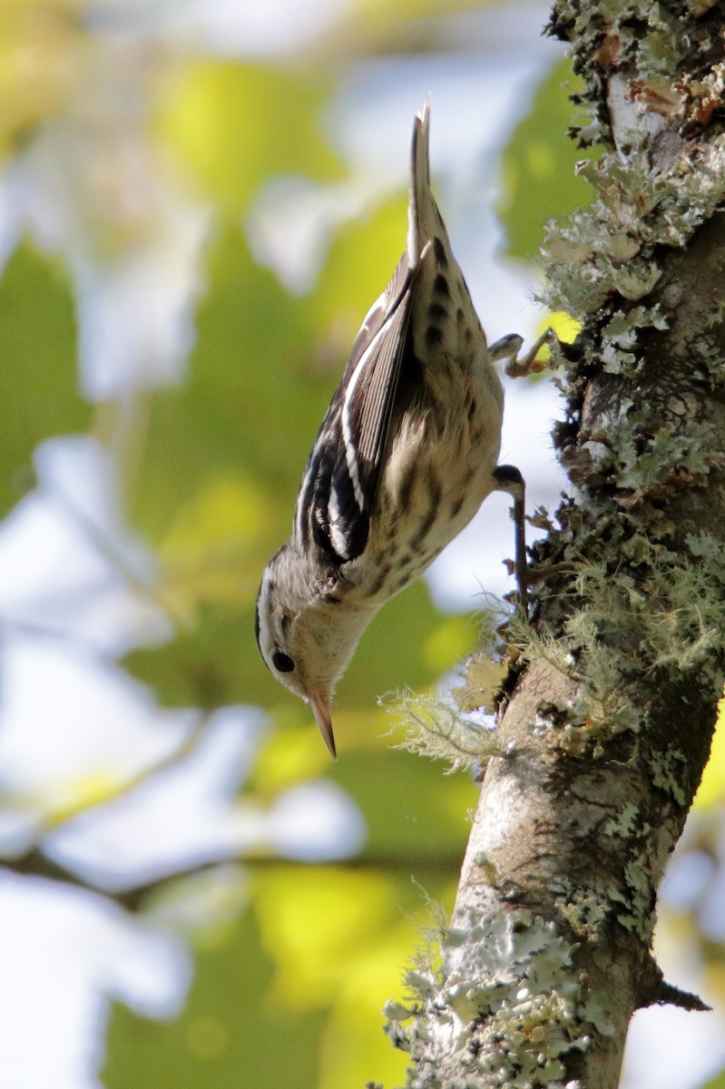 Black-and-white Warbler - ML366953071