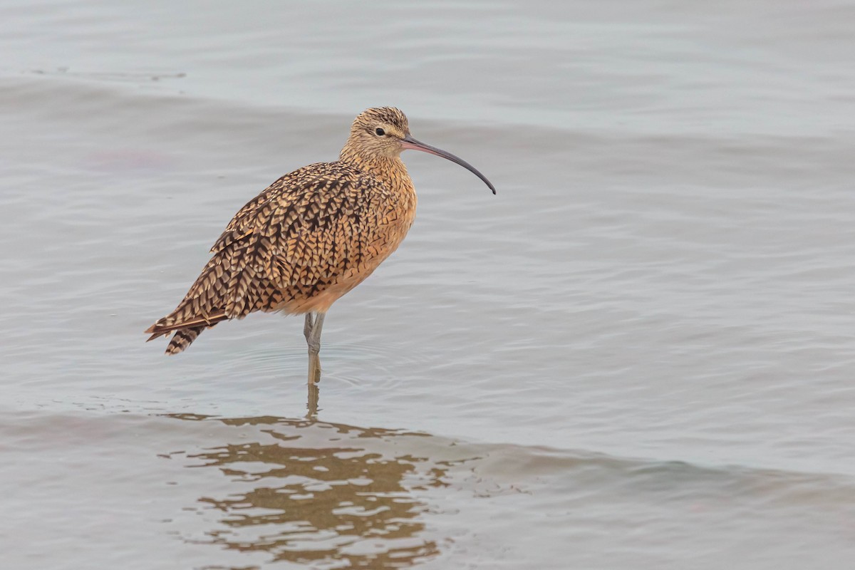 Long-billed Curlew - ML366957431