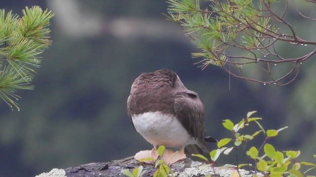 Brown Booby - ML366960081